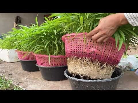 錢多多水種