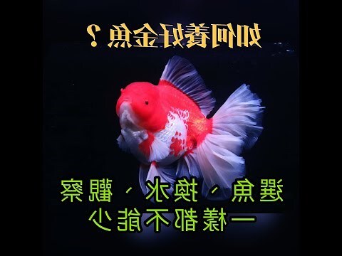 獅頭金魚混養