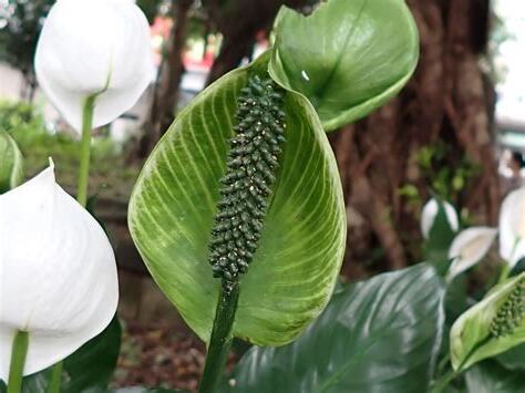 白鶴芋