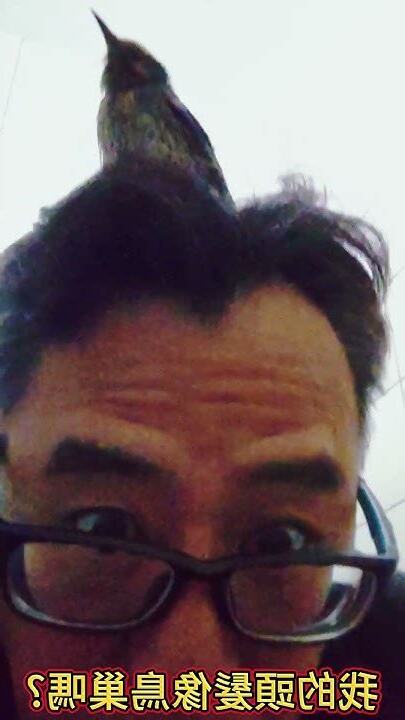 夢見鳥飛到頭上