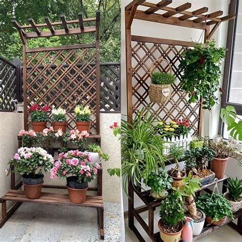 戶外植物