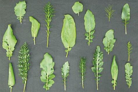 多葉植物