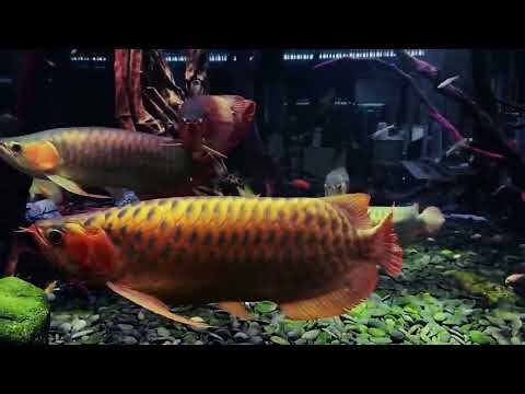 可與龍魚混養的魚