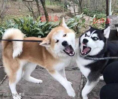 狗為什麼不能養兩隻