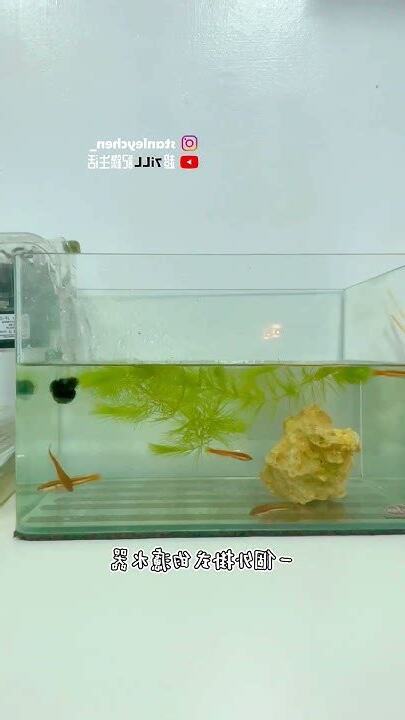 養魚虎