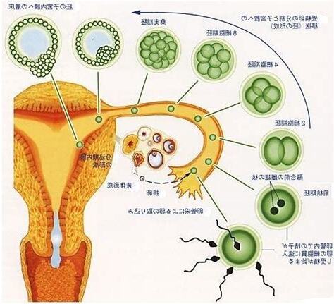 著床過程
