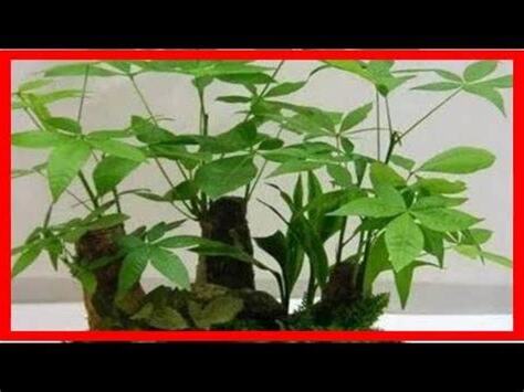 玄關耐陰植物