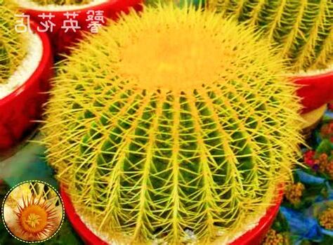 金虎仙人球