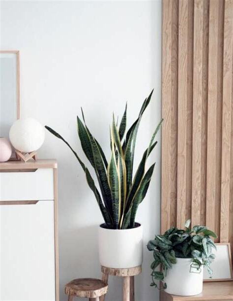 適合睡房的植物