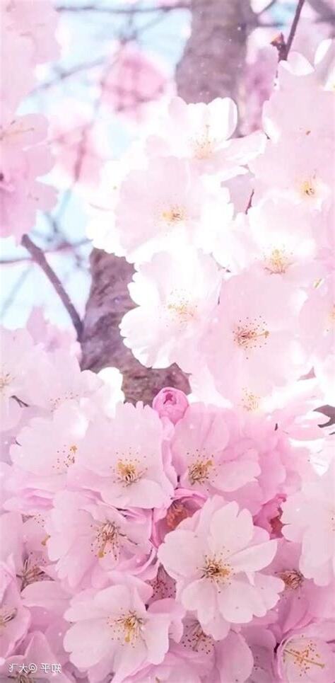 增加桃花