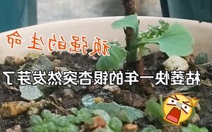坏的银杏
