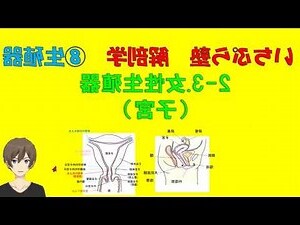 陰阜突出