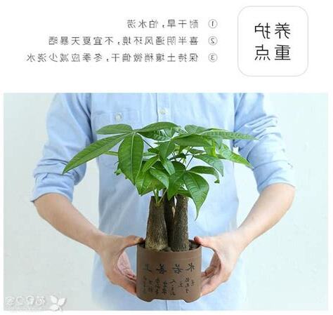 發財樹多久澆一次水