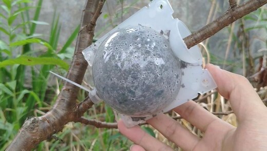 李子樹種植