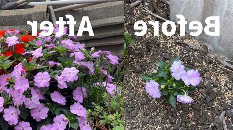 指甲花種植
