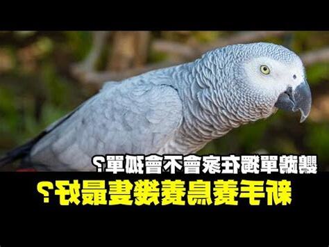 鳥要養幾隻