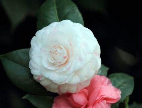 山茶花的寓意