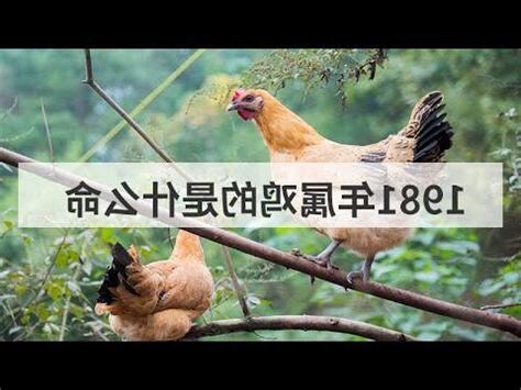 1981屬雞取名