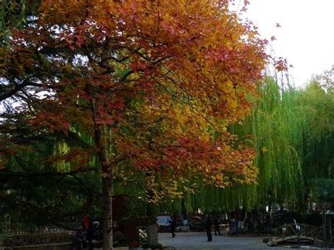 楓香種植