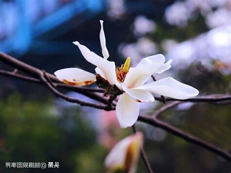 如何讓玉蘭花開花