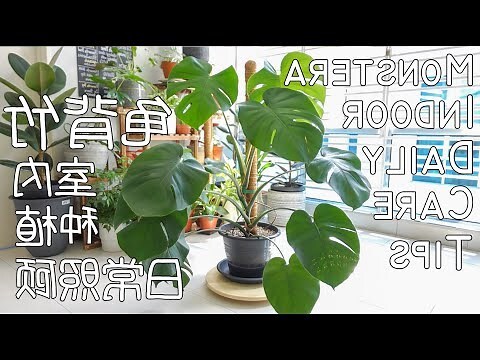 龜背