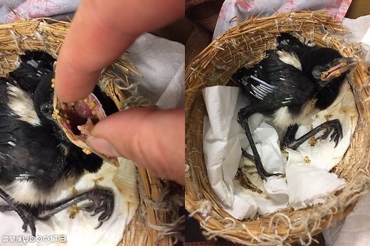 小鳥突然死掉