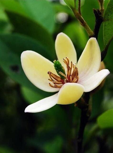 含笑種植