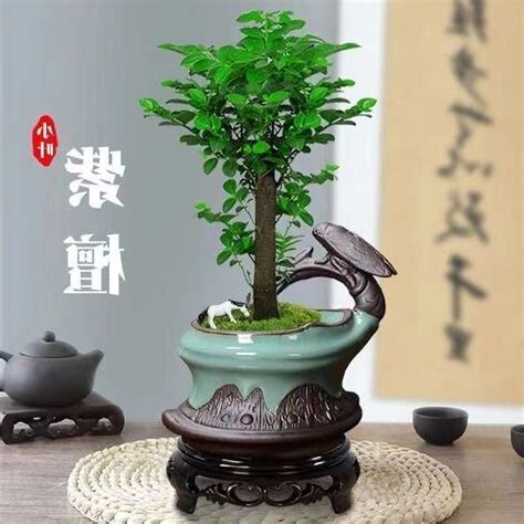 木本植物盆栽