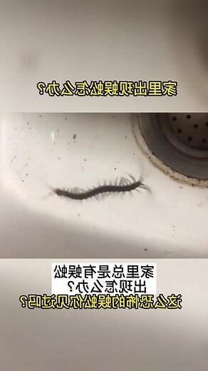 家里出现蜈蚣