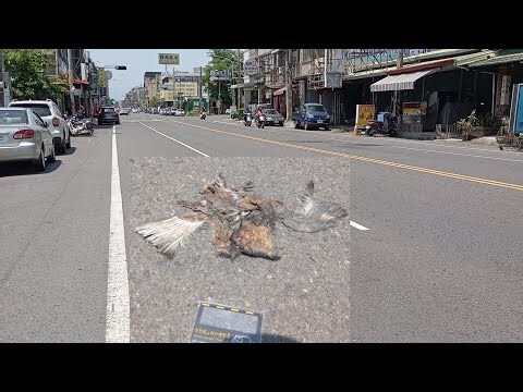 死掉的鴿子