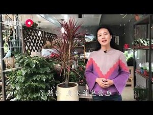 五彩千年木繁殖
