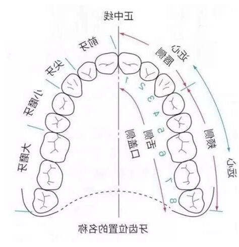 牙齒形態學