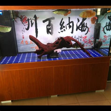 魚缸要放石頭嗎