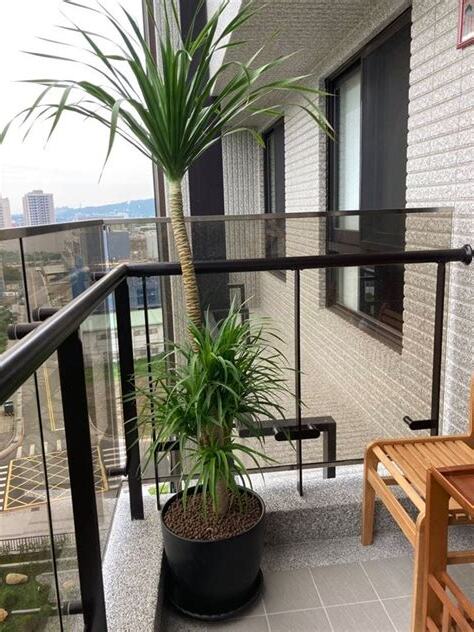 適合陽台植物