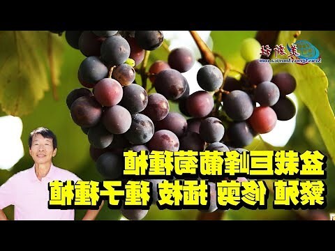 葡萄種植盆栽