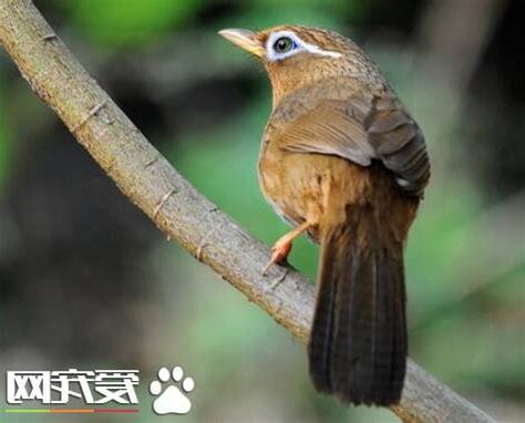 畫眉鳥可以養嗎
