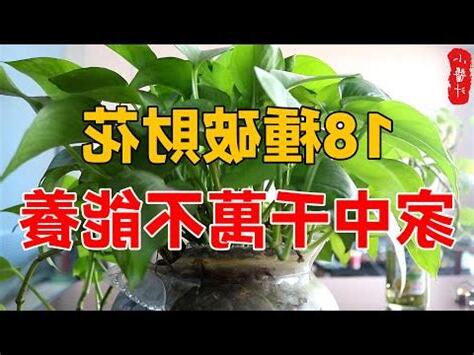 家裡種櫻花好嗎