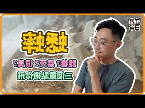 家裡有蟋蟀怎麼辦