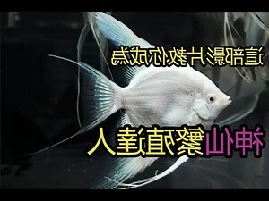 神仙魚品種