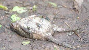 夢到青蛙死掉