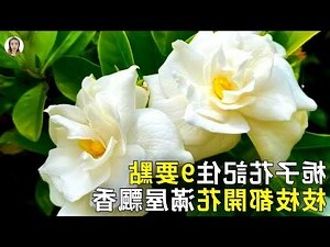 梔子花種植