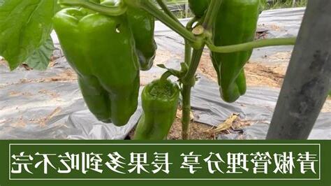 辣椒長在哪裡
