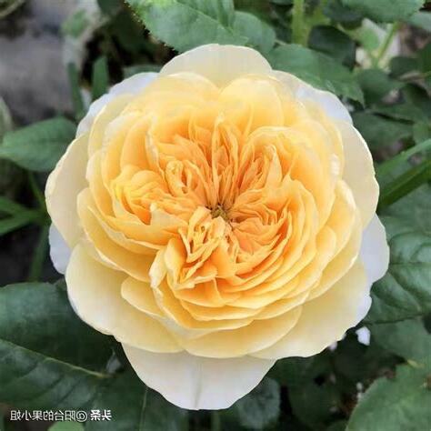 黃色月季