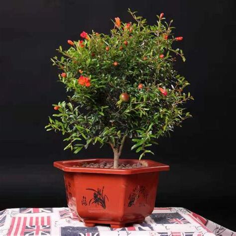 石榴花盆栽
