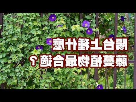 陽台爬藤植物風水