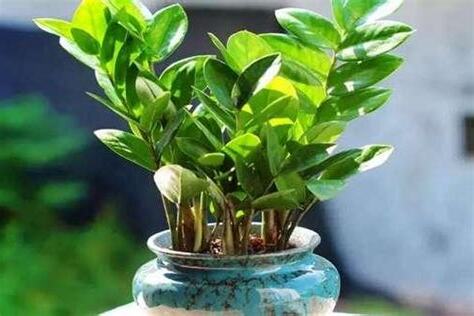 金錢樹開花是什麼意思