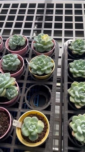 西曬是什麼意思