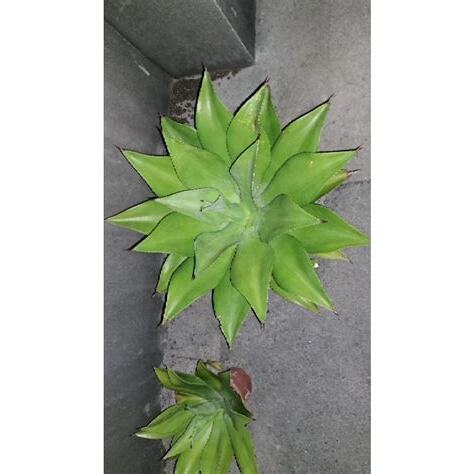 龍舌蘭盆栽風水