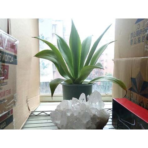 龍舌蘭盆栽風水命理