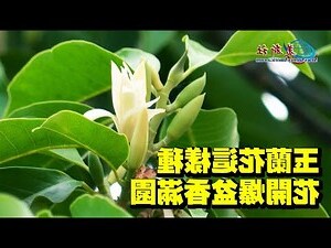 含笑花不開花